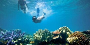 Büyük Set Resifi için artık çok geç