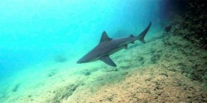 Gökova’da görülen köpekbalıklarının sırrı
