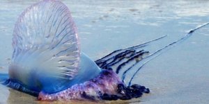 Sahiller kapatılmıştı! Tehlike büyüyor!