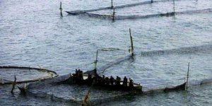 İstanbul Boğazı'ndaki 3 kaçak dalyan kaldırıldı