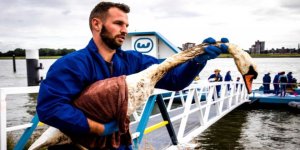 Hollanda'da çevre felaketi, kuşlar petrole bulandı