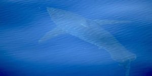 40 yıl sonra ilk defa görüntülendi