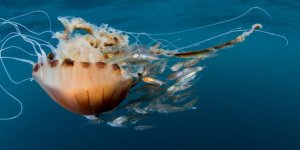 Akdeniz için zehirli denizanası uyarısı