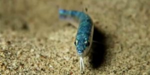 Kızıldeniz’den gelen barbunya türü 6’ya yükseldi