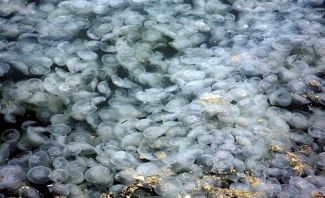 İzmir Körfezi'nde deniz anası istilası