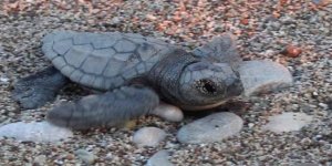 Çıralı'da 142 caretta caretta yuvası