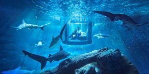 ABD'de hırsızlar köpek balığı çaldılar