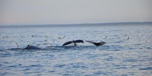 Ölen yavrusunu bir haftadır sırtında taşıyor