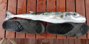 Balon balığı, tenekeyi koparıp yuttu