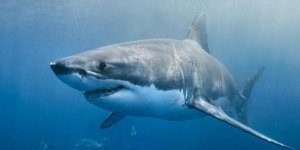 Küçük kız köpek balığının hedefi oldu