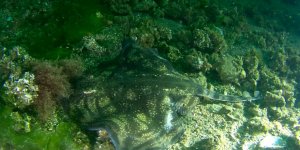 Körfezin "yeşil" suları dalış tutkunlarını bekliyor