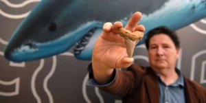 25 milyon yıllık dev köpek balığı dişi bulundu