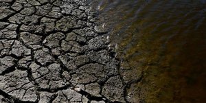 100 ton balık kuraklık nedeniyle öldü