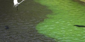 Florida'da "zehirli algler" OHAL ilan ettirdi