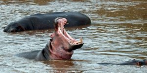 Turisti ısıran su aygırı öldürüldü