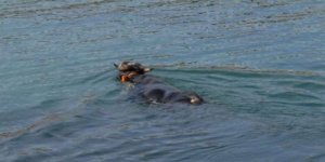 Rize'de kaçan boğa Trabzon'da yüzerken bulundu