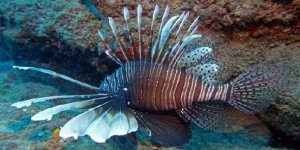 Otonom robotlar aslan balığı avında