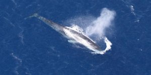 Akdeniz'deki deniz memelilerinin sayımı tamamlandı