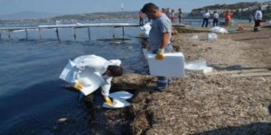 Foça sahilleri petrolden arınıyor