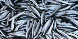 Egeli balıkçıların ağları sardalya ile doldu