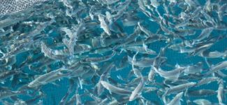 Su ürünleri üretimi 37 bin ton azaldı