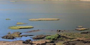 Çelikhan'da yüzen adaların sayısı 80'e çıktı