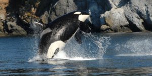 Katil balinalar, ciddi bir tehditle karşı karşıya