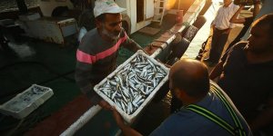 Karadeniz bu yıl balık fışkırıyor