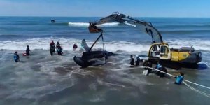 Karaya vuran balina iş makinesi ile kurtarıldı
