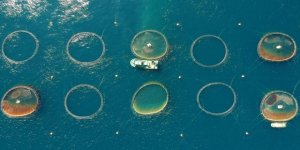 Ortadoğu'nun balığı Doğu Akdeniz'den