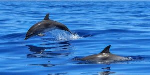 Gürcistan'da Türk kaptana büyük para cezası