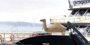 Boğaz'da develi turizm