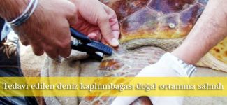 Tedavi edilen deniz kaplumbağası doğal ortamına salındı