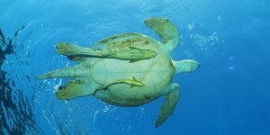 Yeşil deniz kaplumbağalarının ana vatanı: Marsa Alem