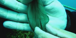 Mehmetçik'in bulduğu balık bilim adamlarını şaşırttı