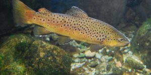 Benekli alabalığın nesli kurtuldu