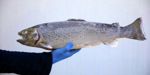 Karadeniz somonu Uzakdoğu sofralarında