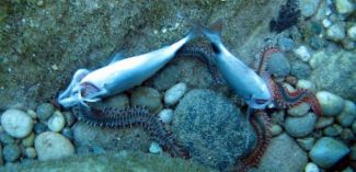 Yüzlerce balık zehirli ekmekle avlandı