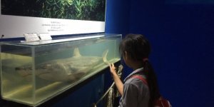 Antalya’nın deniz yaşamı bu müzede