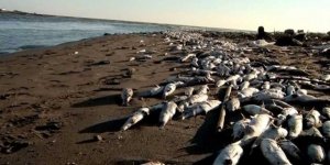 Avustralya'da toplu balık ölümlerine çare bulundu