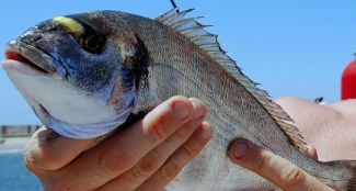 Denizler ısındıkça balıklar kısırlaşıyor