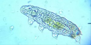 Antarktika şaşırtmaya devam ediyor