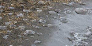 Marmara’daki denizanalarının, kirlilikle ilgisi yok