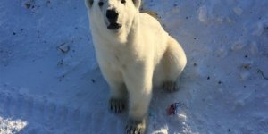 Rusya'da kutup ayıları şehre indi