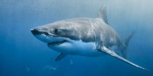 Köpekbalıklarının ölümü ekosistemi değiştiriyor