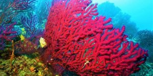 Kırmızı mercanlar için harekete geçtiler