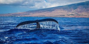 Mavi balinaların göç rotasını hafızaları çiziyor