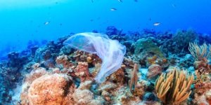 Plastikler ölümcül süper böcekleri yayıyor