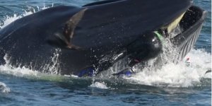 Balina dalgıcı yuttu, geri tükürdü