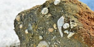 Muş’ta deniz canlılarına ait fosiller bulundu